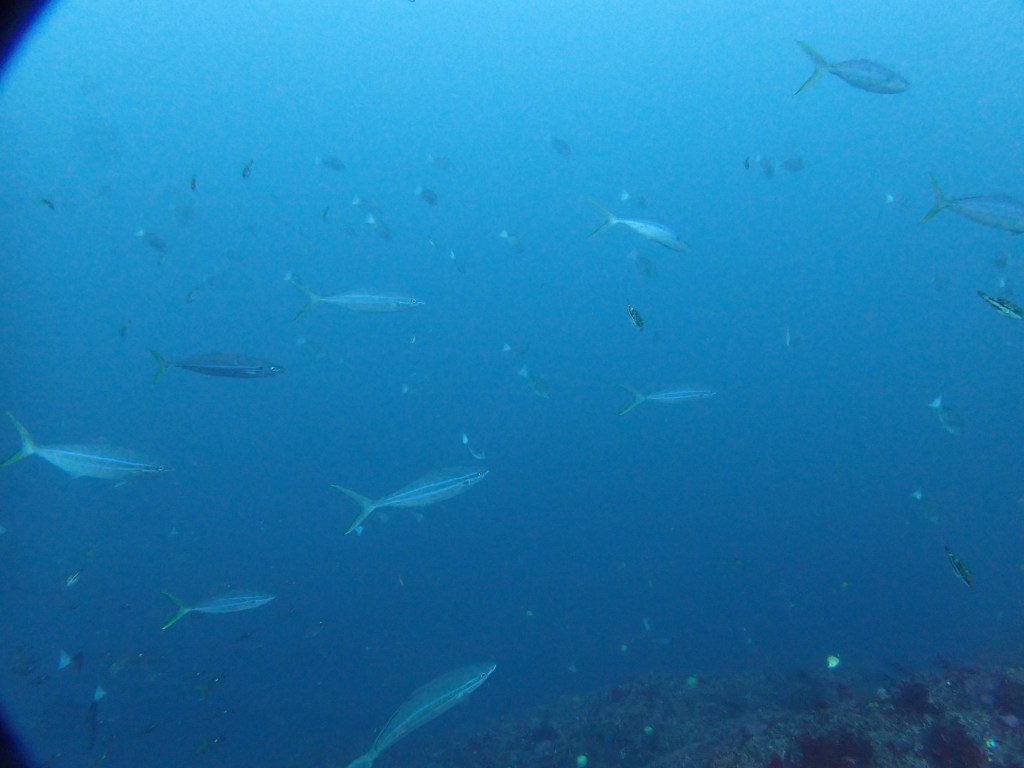 チェックダイブ