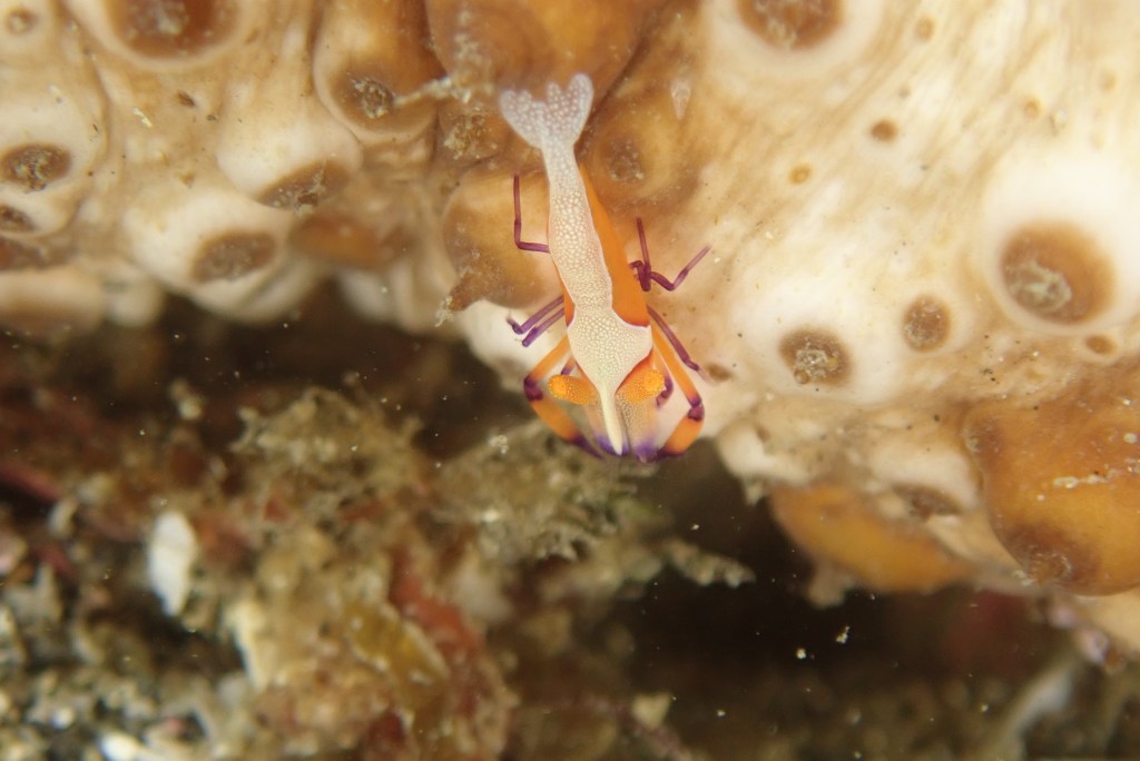 かっちゃま潜水。