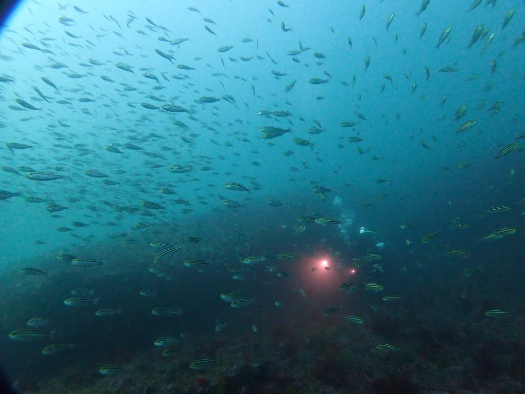 マグロね群れ群れ！！