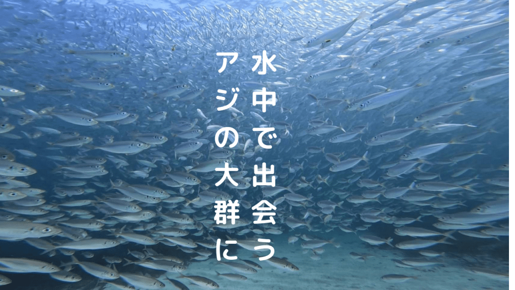 アジの魚影が半端ないっす。