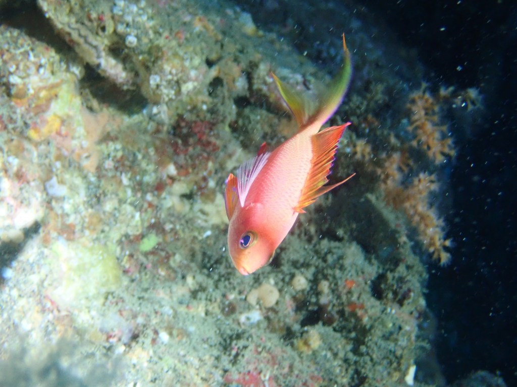 潜ってきました。