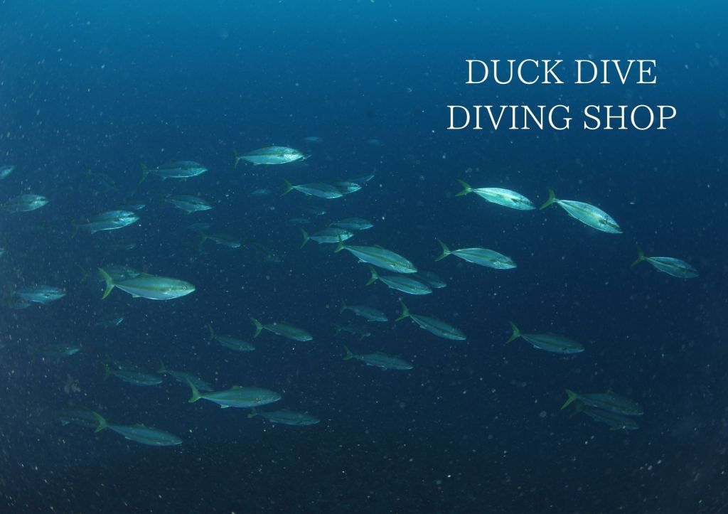 冬季限定ポイント