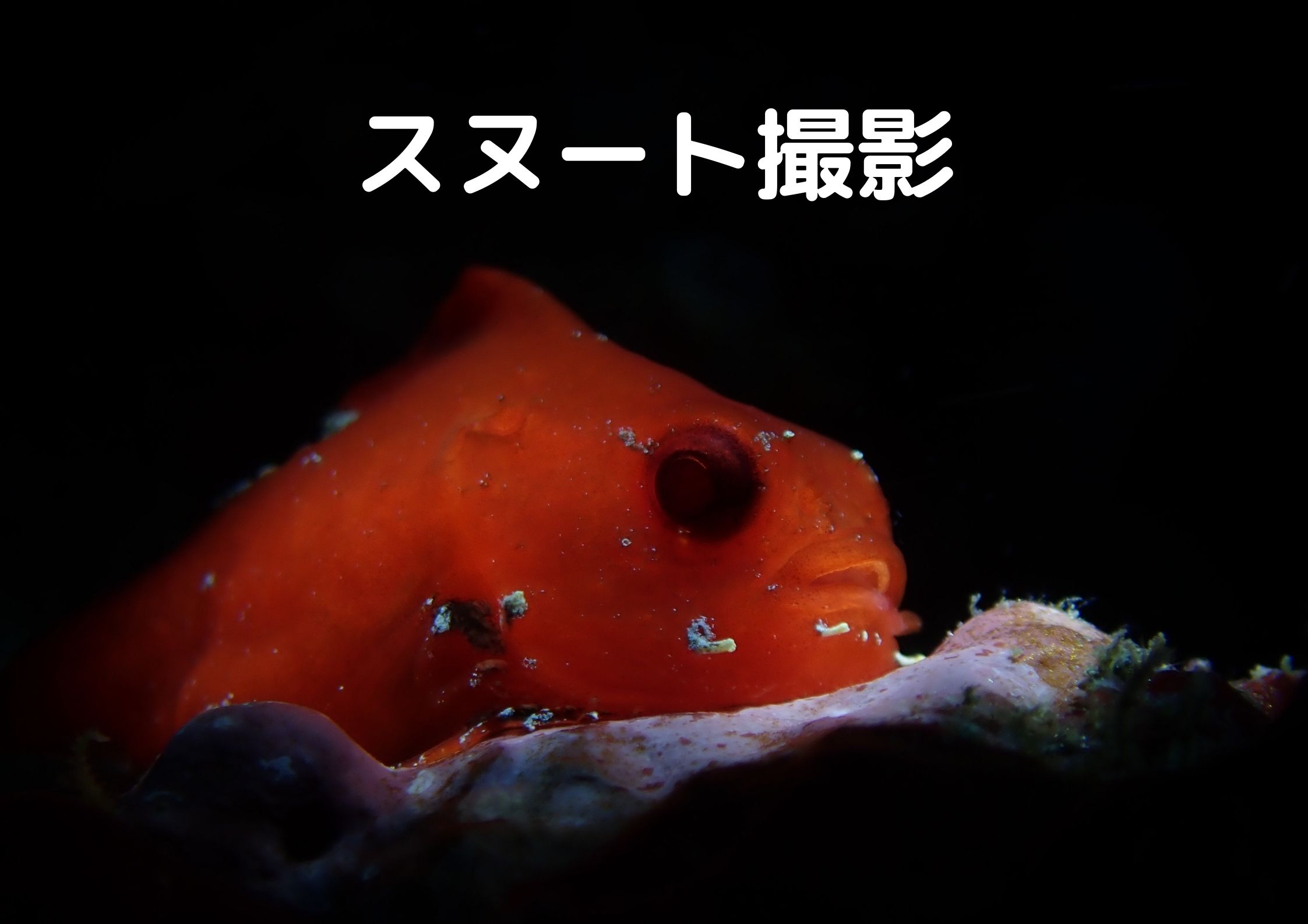 スヌート撮影。