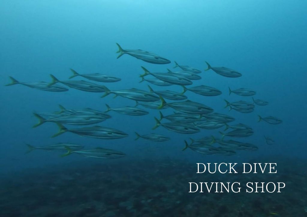 水中写真家・堀口くんが来てくれました！！