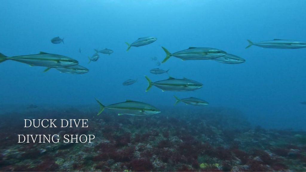 今日も３本潜水。