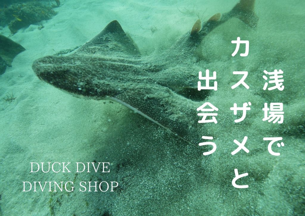 浅場でカスザメ