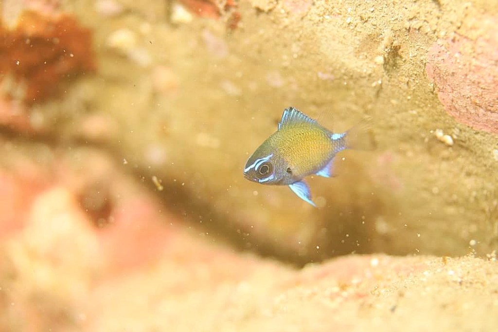 はじめました。