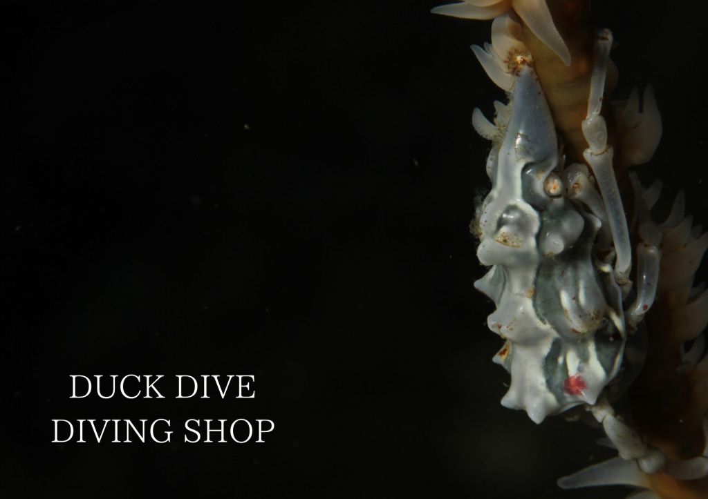 新浜・マグロ根潜水。