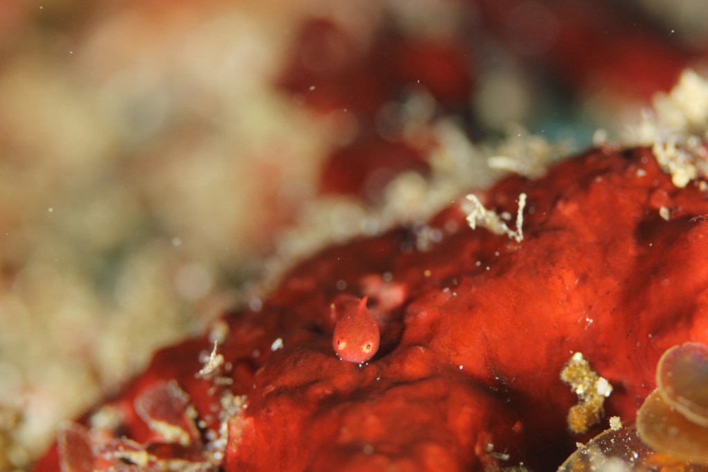 どんどん出てくる。