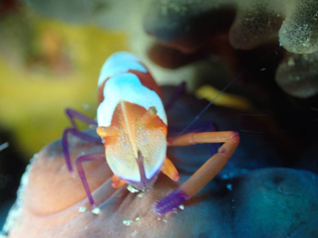 本日は、波左間に。