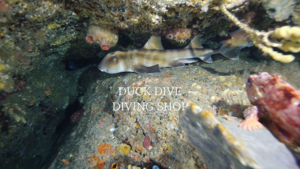 行川に潜ってきました。