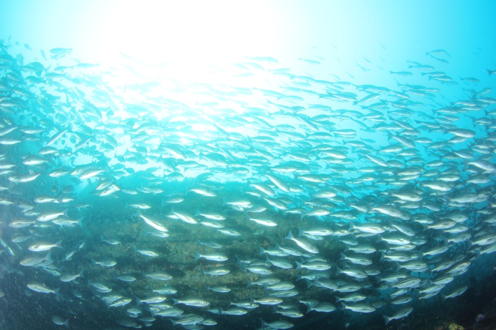 ダンゴウオ増えてます。