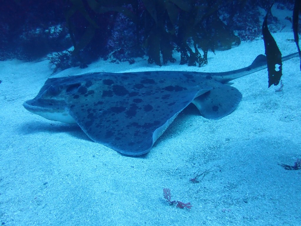 勝浦鵜原に潜水