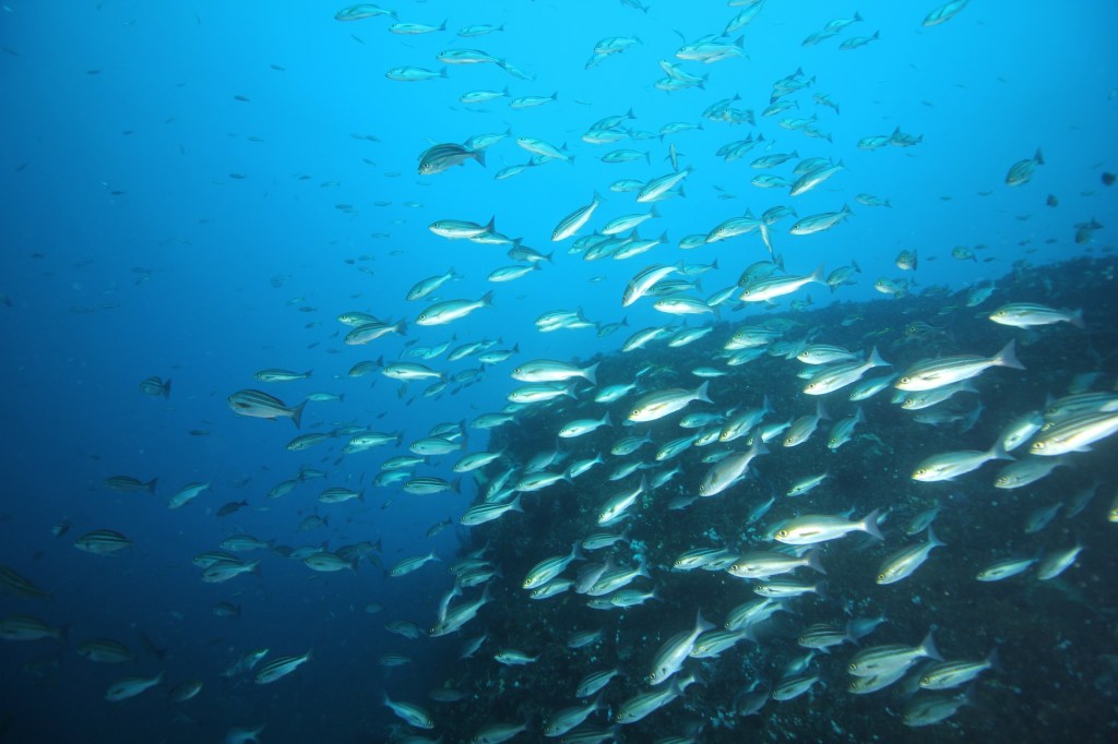 ゆっくり潜りたい方へ。