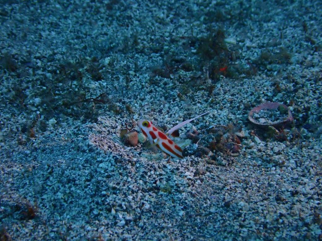 素敵な出会いが。