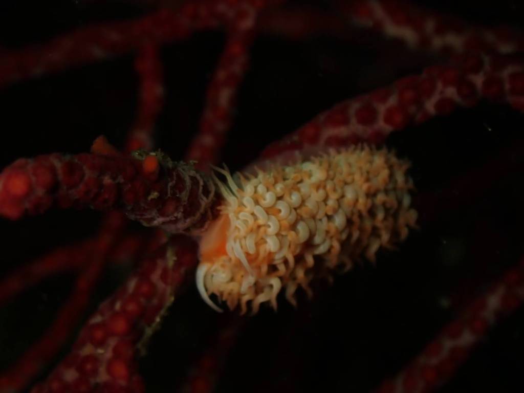 今週末潜れました。