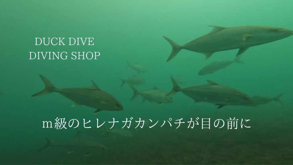 無題の投稿 4491