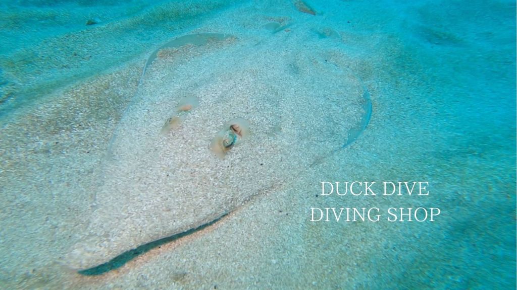 サカタザメ見れた！