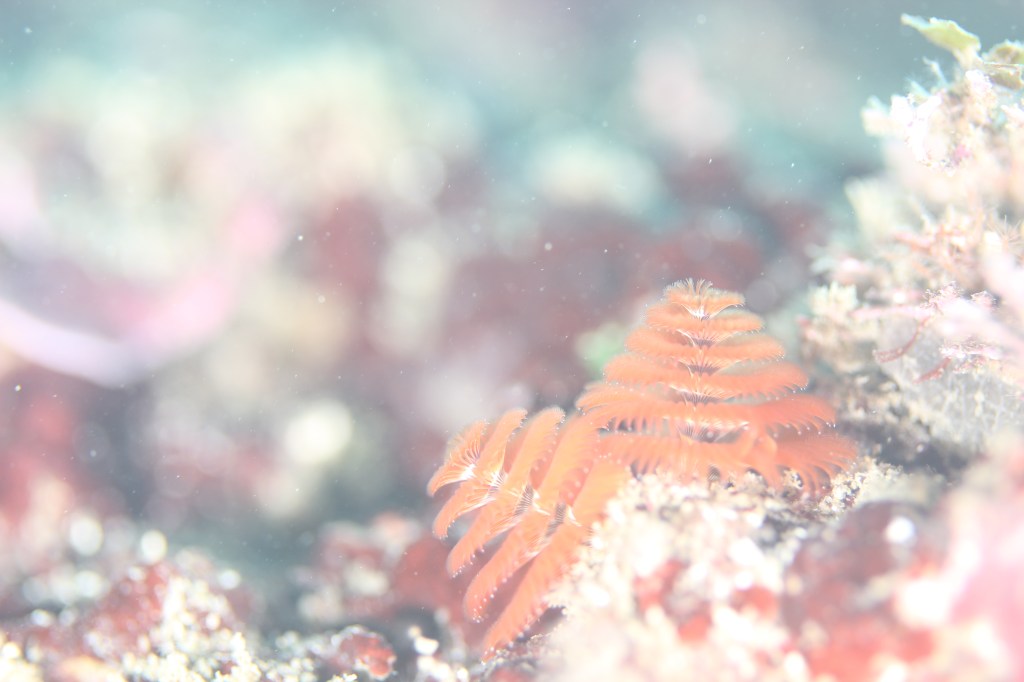 咲いてました。