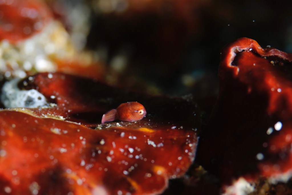 フォトダイブでした。