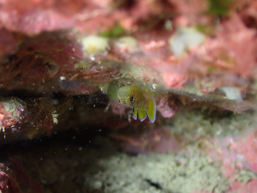新浜でのんびり