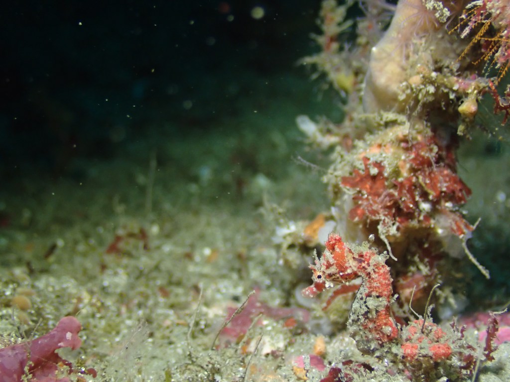 明日潜ります。