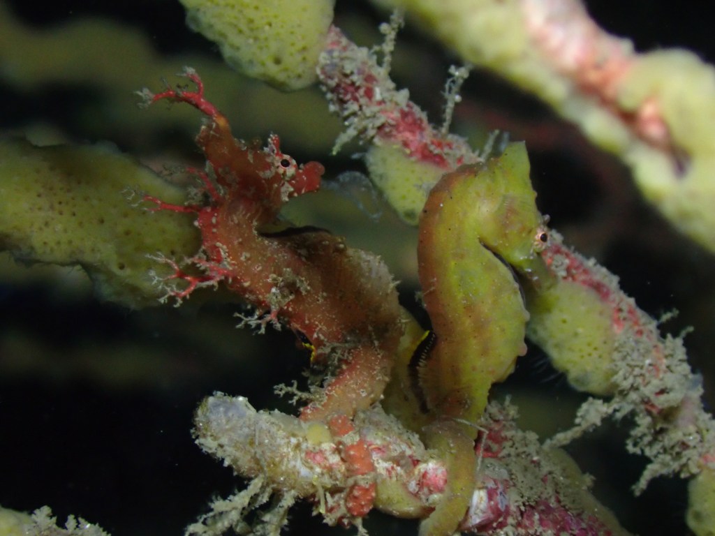 スヌート撮影から色々と