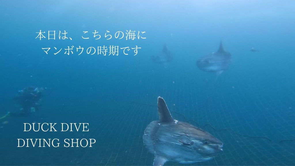 今日はこちらに。