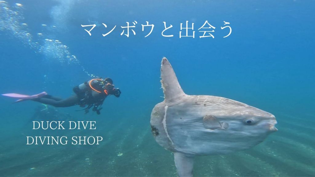 マンボウとの出会い