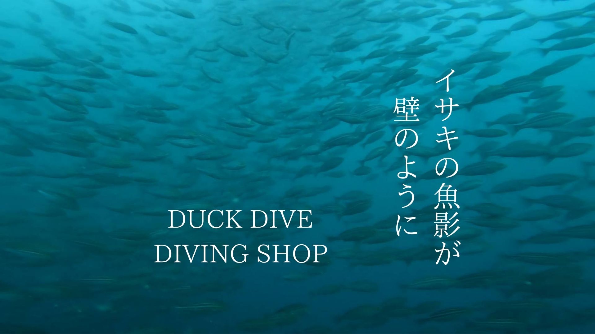 イサキも凄かった。