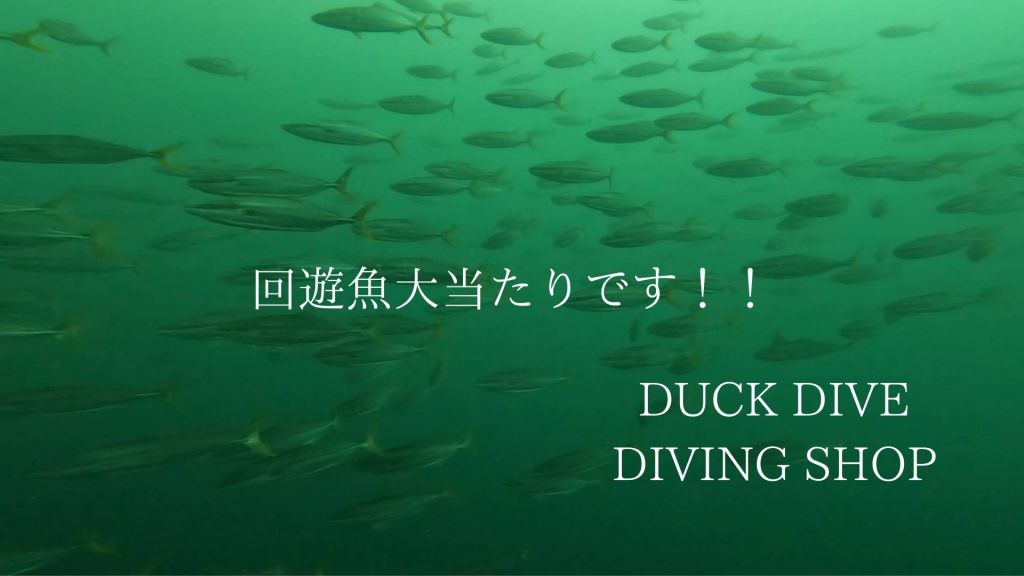 回遊魚引き続き