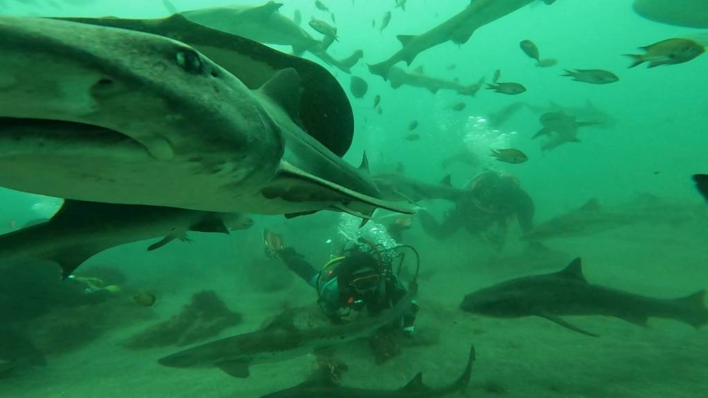 サメ好きダイバーさんと