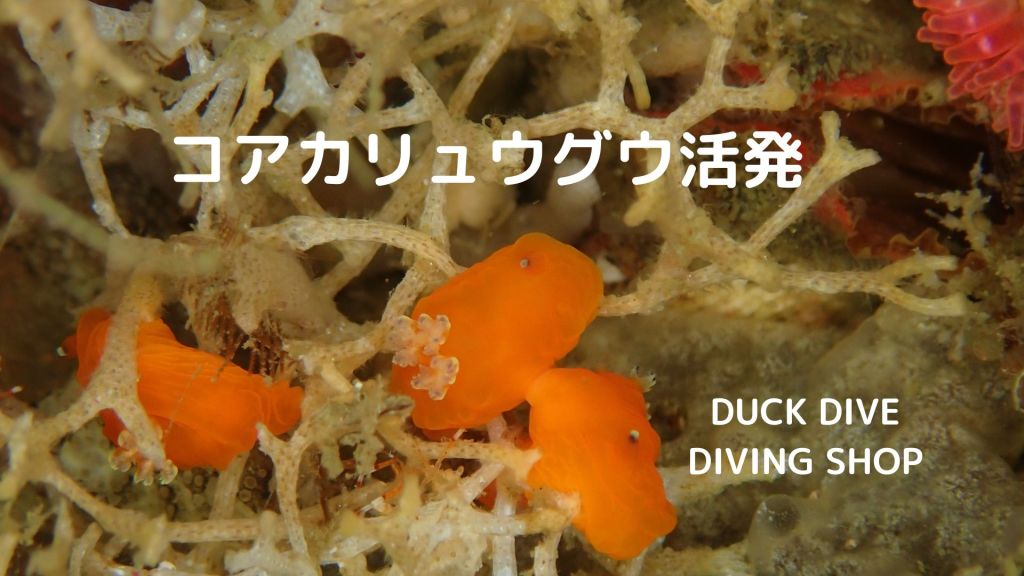 コアカリュウグウ祭り