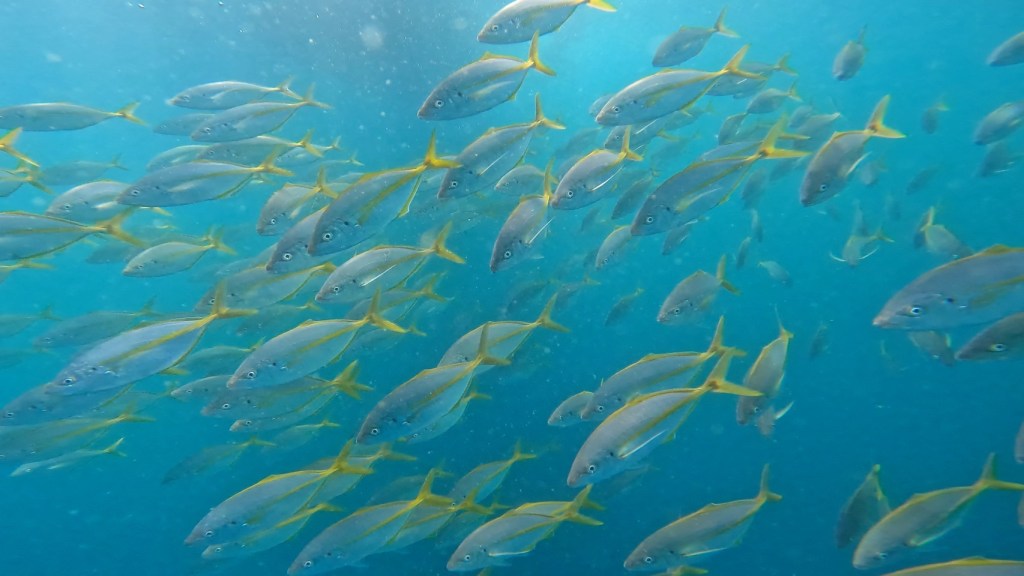 シマアジきれい。