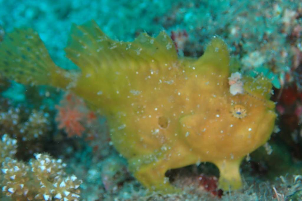 カエルアンコウ続出