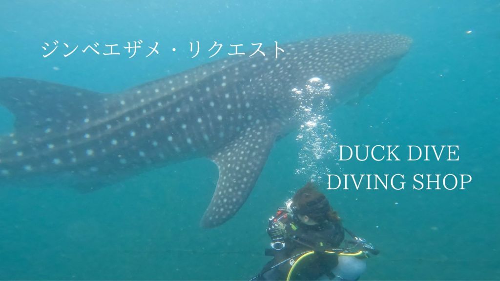 こちらの海に。