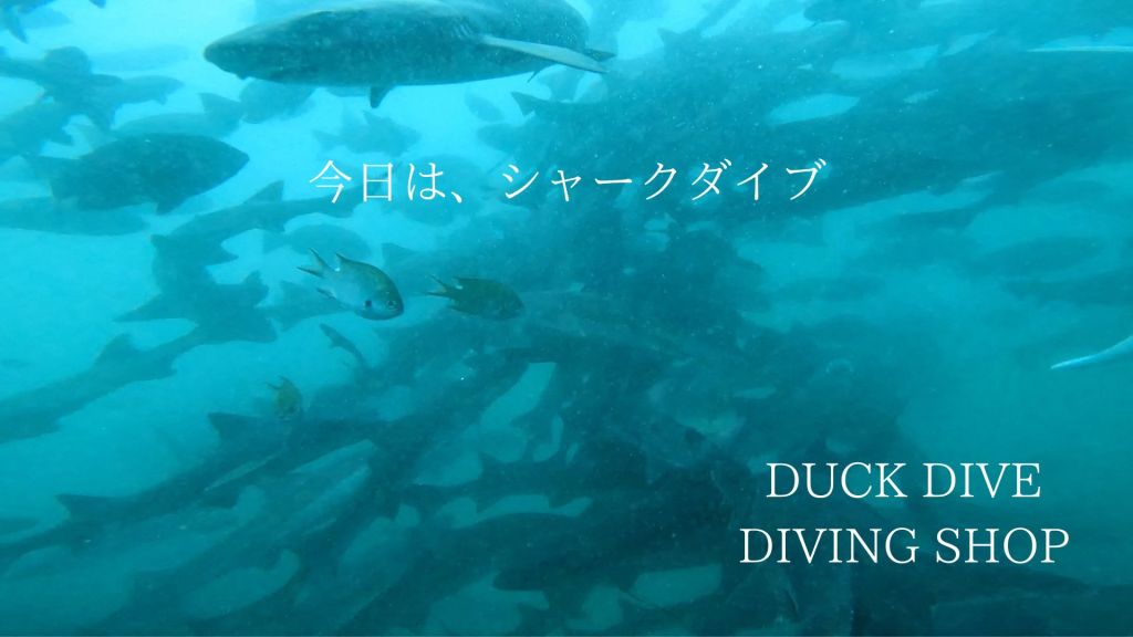 シャークダイブ以外も盛り沢山