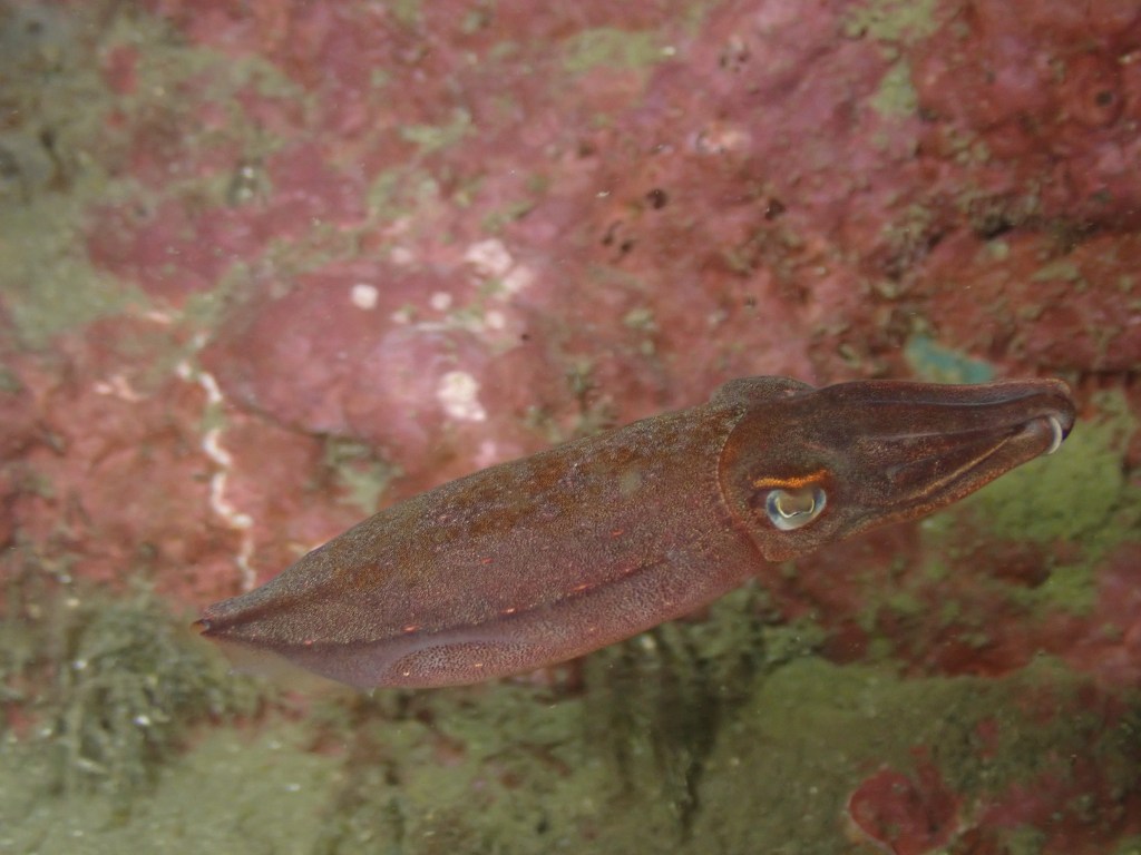 浅場潜ってきました。