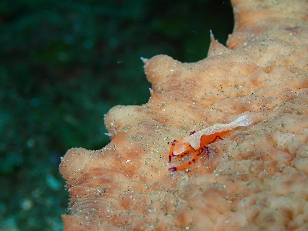 連休中日はこちらに。