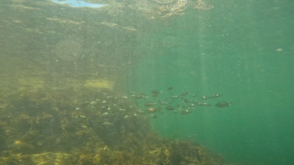 今日は水面から