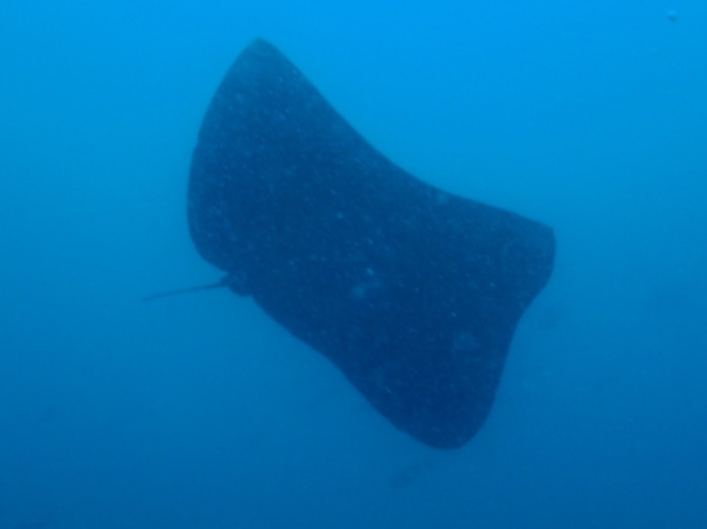 ジンベイザメと