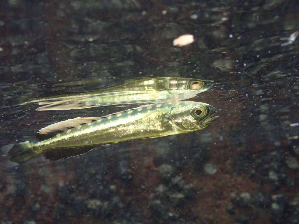 シイラ幼魚出てます。