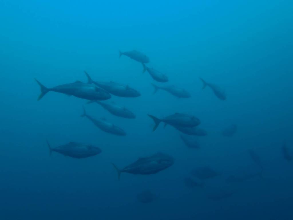 元気に３本潜水。