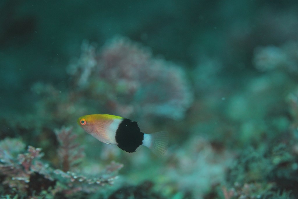 今日はこちらに。