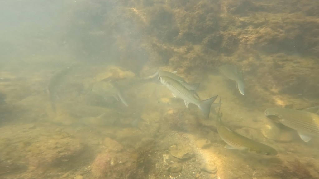 勝浦・鵜原　体験ダイビング