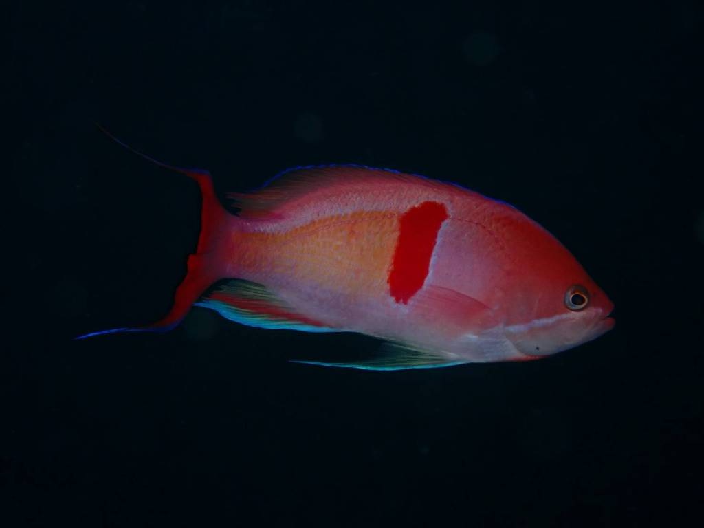 ３本行ってきましたー。