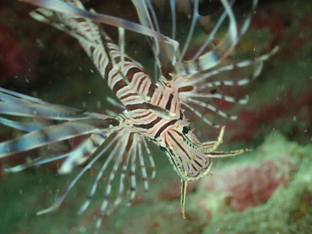 午前・午後と潜ってきました。