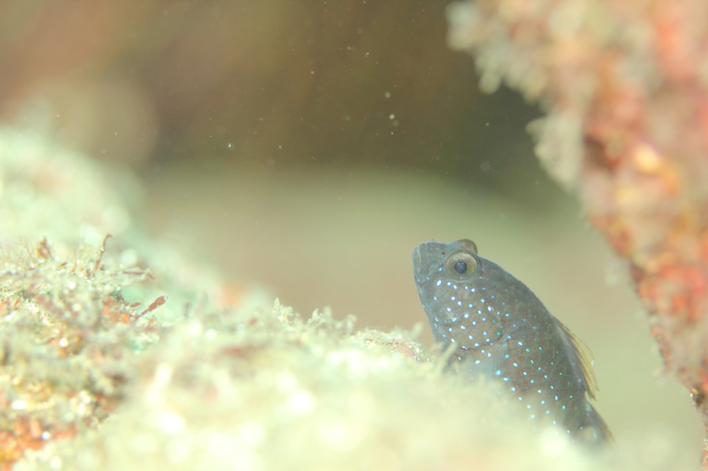 講習とファンでした。