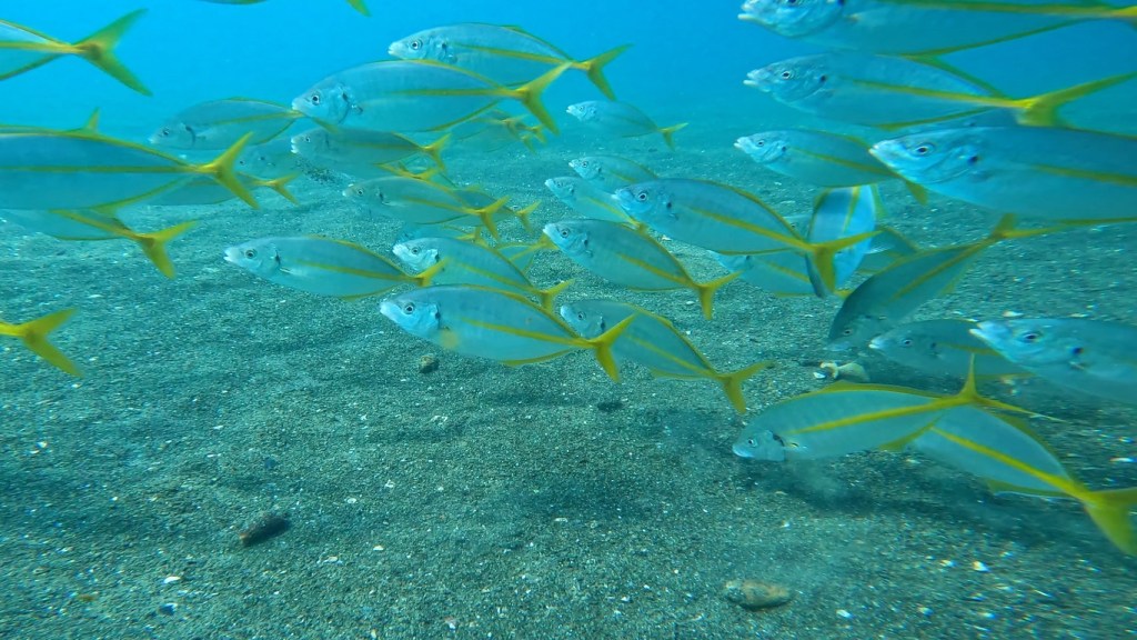 幼魚も群れ群れ