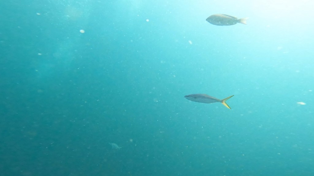 風吹いても潜れました。